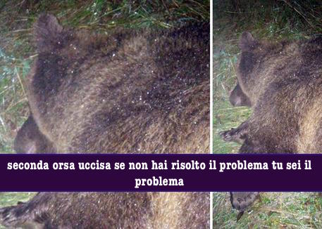 L'orsa KJ2 durante la fase di cattura da parte dei forestali del Trentino sulle pendici del Bondone nel 2015.